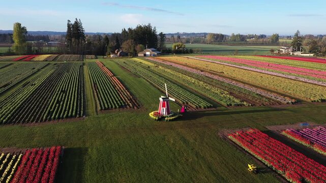 4K aerial drone view of tulip fields during spring festival near Woodburn Oregon USA with visitors walking through colorful rows after sunrise and windmill visible in scenic farmland landscape