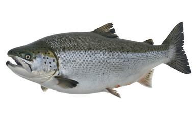 Obraz premium Atlantic salmon fish isolated on a transparent background, for seafood and culinary isolated on a transparent background