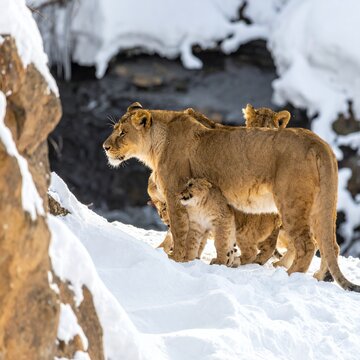 Lioness and cubs in a snowy landscape, a rare and captivating sight of wildlife in winter.