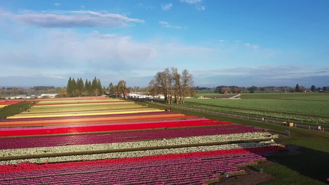 4K aerial drone view of colorful tulip fields with visitors walking between rows during spring festival near Woodburn Oregon USA in warm early morning light scenic farmland landscape