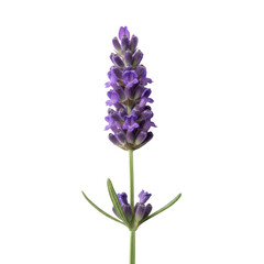 Obraz premium Single sprig of culinary lavender with vibrant purple floral buds and sage-green leaves against a stark white background in a minimalist botanical aesthetic