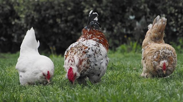 Chickens foraging in green grass during sunny day