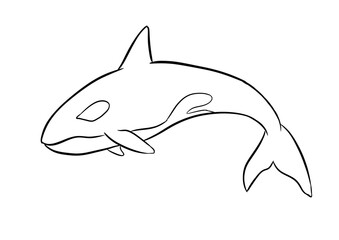 orca digital drawing illustration isolated © mbahran
