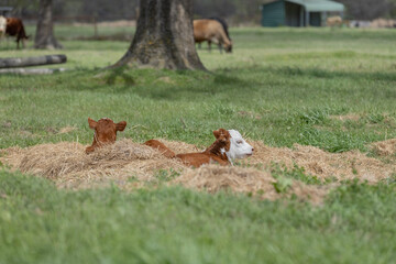 Baby calves relaxing in the hay © Dawn