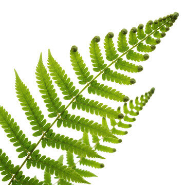 Lush green fern fronds with intricate pinnate leaf structures and curled fiddleheads isolated on a white background, evoking a sense of tropical serenity