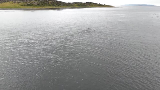 Cinematic orbit circling a large group of South American sea lions jumping and porpoising through the calm waters of Bahia Harberton near Estancia Harberton, Argentina