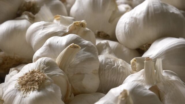 Close-up of a group of organic white garlic bulbs. Detailed texture of the dry garlic skin under soft lighting