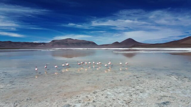 Forward flight drone shot over a crystal clear shallow lagoon with wild flamingos wading and reflecting on the water beside a white salt flat and volcanic hills. Reserva Nacional Los Flamencos, Chile