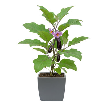 A thriving eggplant plant in a pot with blossoms and fruits isolated on white background