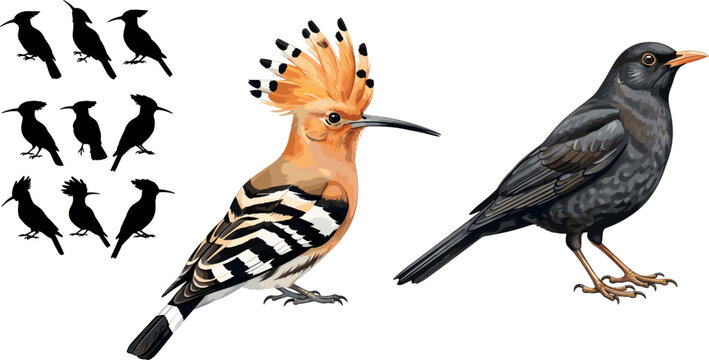Bird illustration set with hoopoe blackbird silhouettes and detailed realistic styles wildlife vector collection isolated background