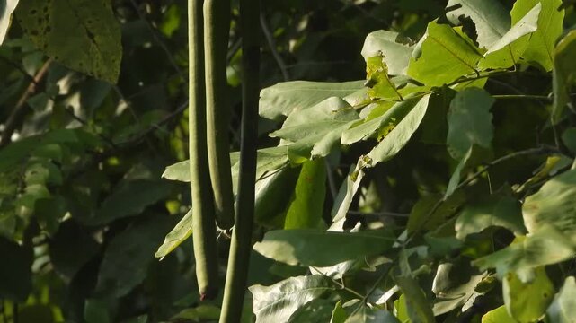 Green Golden shower plant seeds .