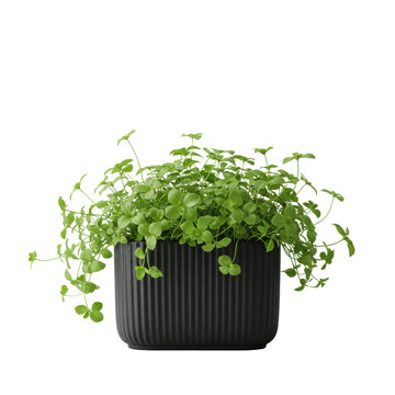 Lush dichondra argentea cascade in a ribbed matte black pot isolated on white background