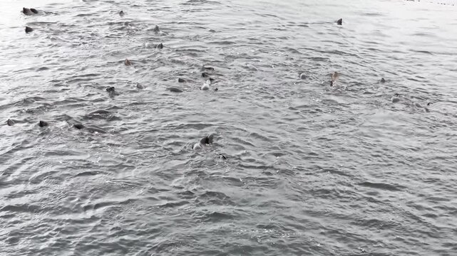 A steady, high-angle stationary shot of a large group of South American sea lions jumping and porpoising through the grey, choppy waters of the Beagle Channel near Puerto Harberton, Argentina