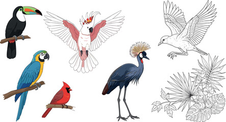 Tropical bird illustration set with parrot toucan cockatoo crane and cardinal, exotic wildlife collection in detailed vector style © MstTanzila