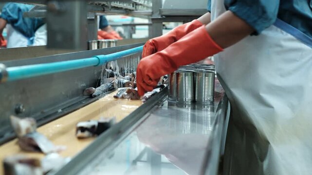 Close-up, workers' hands with protective gloves sorting and filling pieces of raw fish, preparing for nourishment conveyor production industry, sterile warehouse, canned food manufacturing factory.