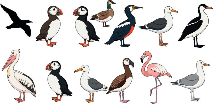 Seabirds collection with pelican puffin flamingo seagull cormorant and silhouettes coastal wildlife vector illustration set