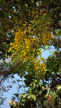 Golden shower flowers in full bloom with sunlight in the woodland