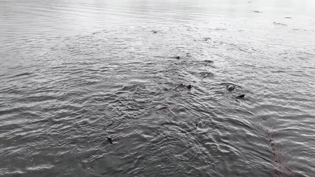 Cinematic shot flying forward directly over a large group of South American sea lions swimming and porpoising through the calm waters of Bahia Harberton, Argentina