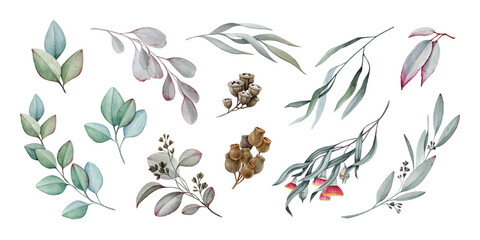 Eucalyptus branch watercolor set, elegant botanical elements isolated. Hand-painted natural foliage collection, detailed leaves perfect for wellness design, wedding decor, packaging, branding. © anitapol