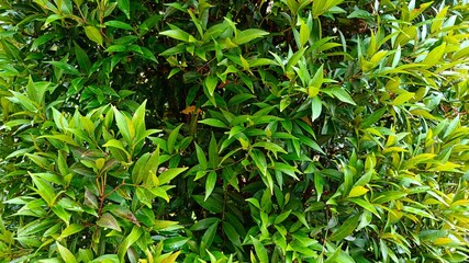 Obraz premium Fresh green leaves of garden hedge