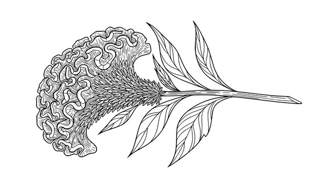 Decorative cockscomb flower line art vector with celosia bloom and leaves elegant botanical design