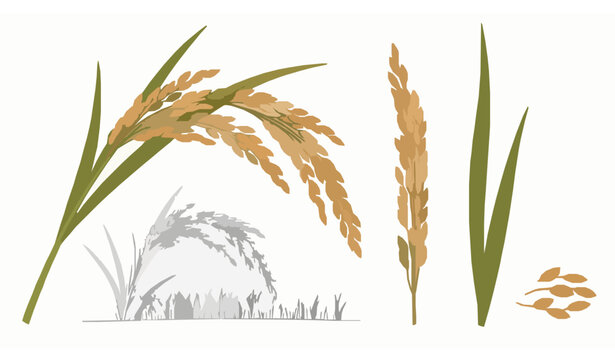 Realistic rice plant vector illustration with bending stalks and grain panicles minimal botanical design