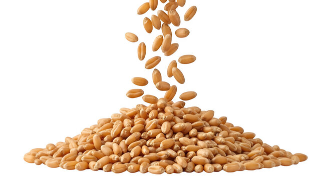Wheat grains falling into a pile on a white background