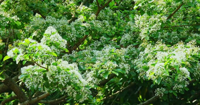 Close-up of a fringe tree in full bloom in April.