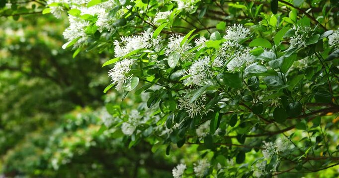 Close-up of a fringe tree in full bloom in April.