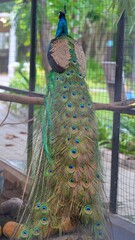 Naklejka premium the back of peacock with long feathers inside the cage, the adult male peafowl enjoying the day on the tree branch