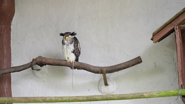 owl on a branch, sleepy barred malay eagle in the afternoon