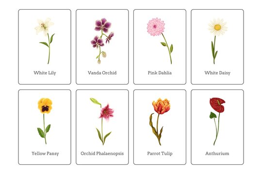 A collection of colorful flowers including lilies, orchids, and daisies