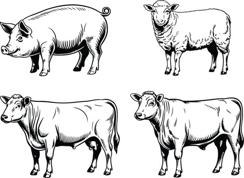 Farm Domestic Animals Vector Set, Hand-Drawn Engraving Style Illustrations of Lamb, Pig, Bull, Cow, and Calf for Agriculture, Livestock, and Rural Farm Design