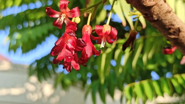 A close-up of red bilimbi flowers blooming on the tree, showcasing unique shape and vibrant color in a fresh tropical setting