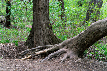 Fototapeta premium A natural forest scene featuring the large, exposed roots of a leaning tree in the foreground, with another sturdy, upright tree trunk and lush green undergrowth in the background.