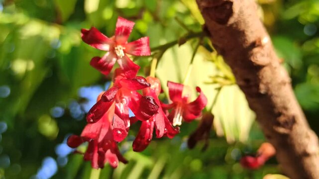 A close-up of red bilimbi flowers blooming on the tree, showcasing unique shape and vibrant color in a fresh tropical setting