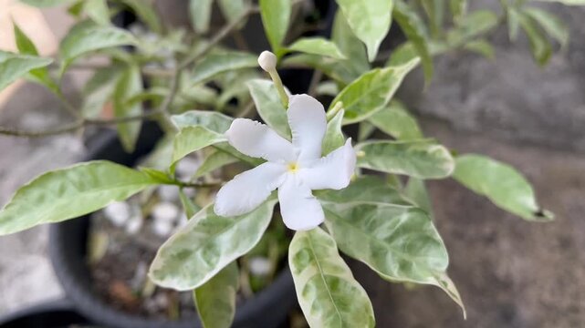 White Pinwheel Flower or Tabernaemontana Divaricata Variegata