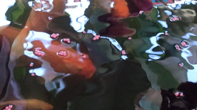 Fish show reduced appetite while feeding, indicating possible changes in environment or health conditions in an aquatic setting.