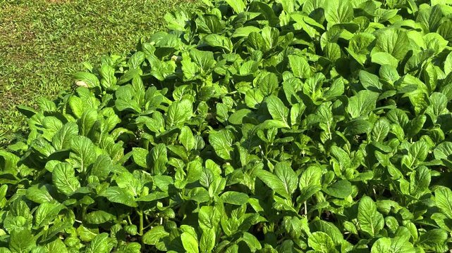 A lush organic vegetable garden growing in a backyard under natural sunlight. Fresh green leafy vegetables thrive without chemicals, representing sustainable agriculture