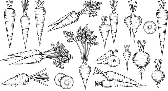 Variety of Root Vegetables Illustration - Carrots, Turnips, Parsnips, and Beets in Vintage Engraving Style