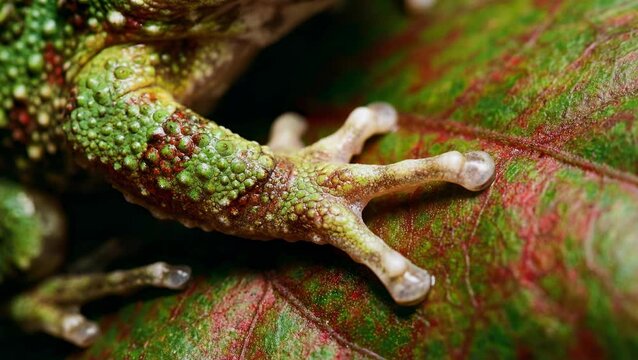 Close up of a frogs textured skin and sticky toe pads on a leaf.