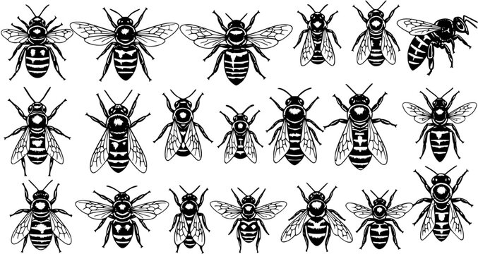 Black and White Vector Illustration of Various Honey Bee Shapes, Ideal for Print, T-shirt Designs, and Bee-Themed Graphics