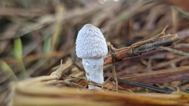 Parasola plicatilis mushrooms grow delicately on straw, showing fine textures and natural beauty in a moist environment