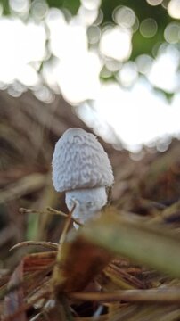 Parasola plicatilis mushrooms grow delicately on straw, showing fine textures and natural beauty in a moist environment