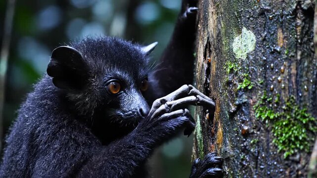 Aye-aye lemur tapping on a tree trunk in its habitat