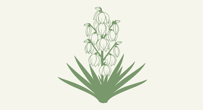 Yucca plant floral cluster illustration; detailed botanical vector drawing of yucca flower stalk and leaves in muted green against off-white background