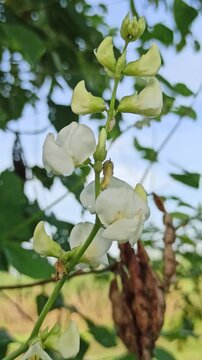 Lablab purpureus flowers bloom with soft purple tones, adding charm to tropical gardens and showcasing the beauty of this climbing plant