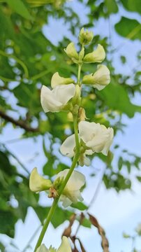 Lablab purpureus flowers bloom with soft purple tones, adding charm to tropical gardens and showcasing the beauty of this climbing plant