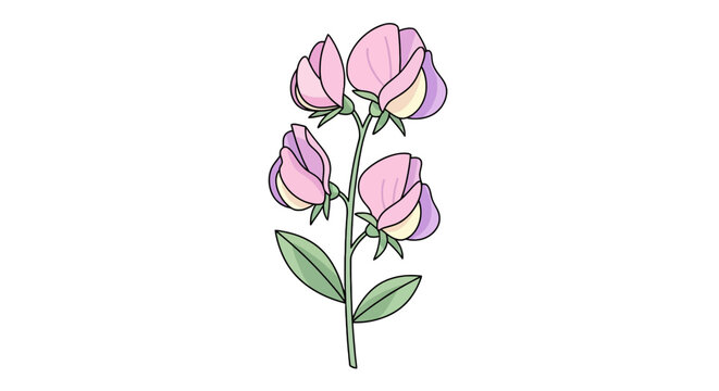 Illustrated sweet pea flower stalk with pink and cream petals featuring delicate blooms perfect for spring-themed botanical designs