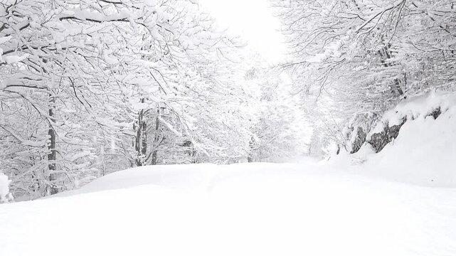 Heavy snowfall covered trees in the Alps mountains